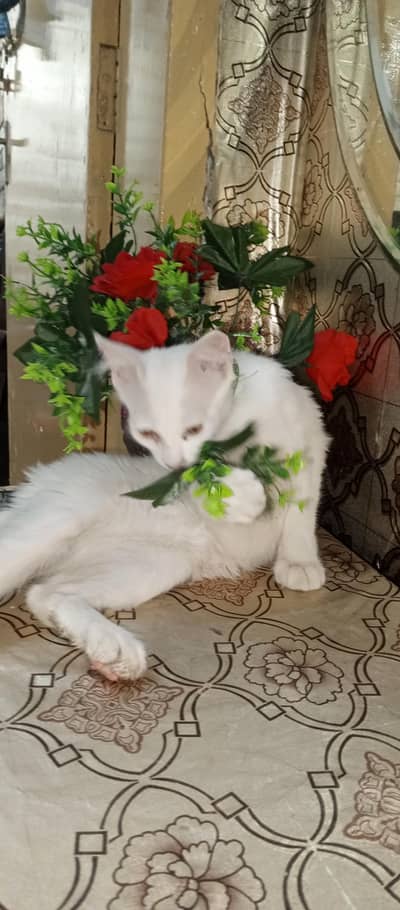 Persian male cat
