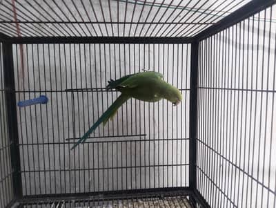 breeder female