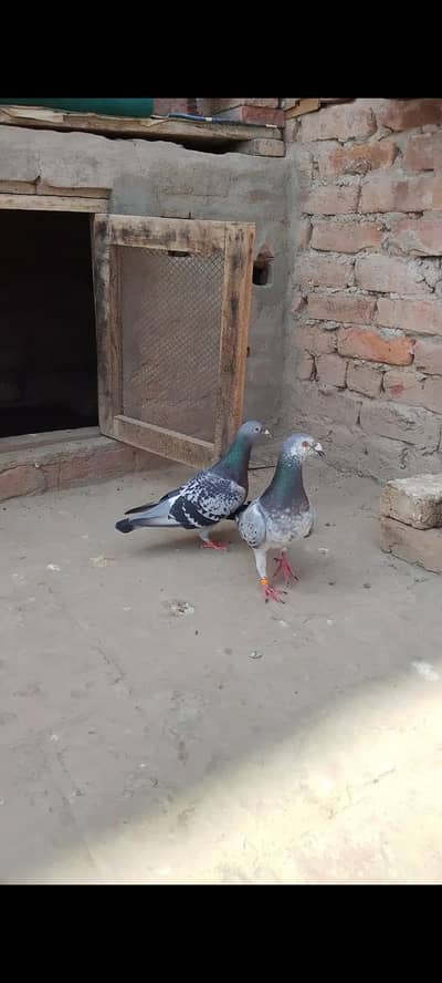 Qasid breeder Pair only 3300