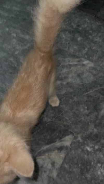 Persian male kitten