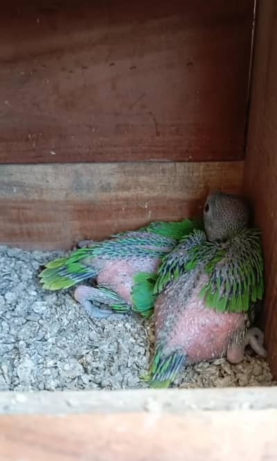 green parrot for sale
