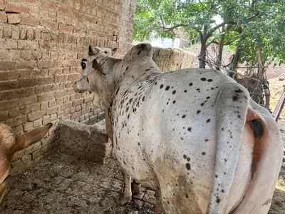 Valaiti Vacha