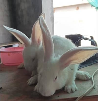 newzealand White rabbit bunnies 4.8kg
