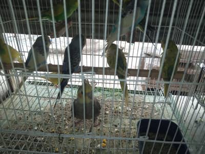 Budgies and handtamed cocatail