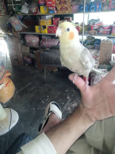 Budgies and handtamed cocatail