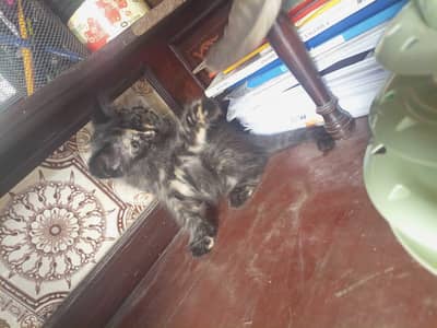 Mix Breed Kittens
