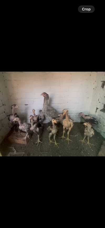 Aseel hen with chicks