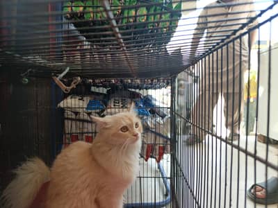 persian cato