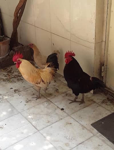 2 pairs of hen