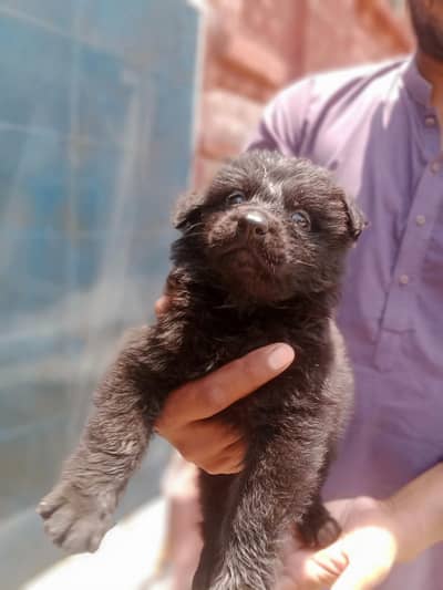 German Shafat 2 babies are available age 1.5 months.