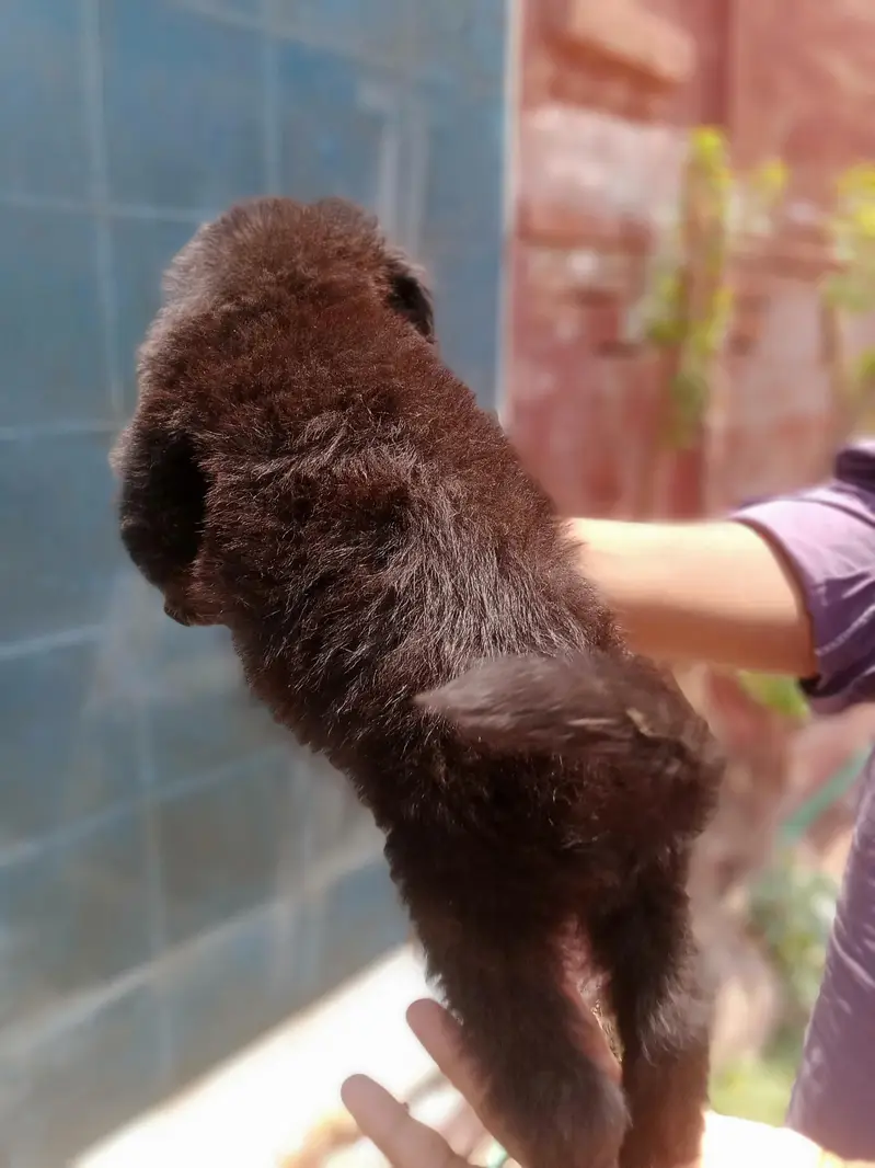 German shepherd puppy | gsd puppies | long caot | black and tan — photo 2