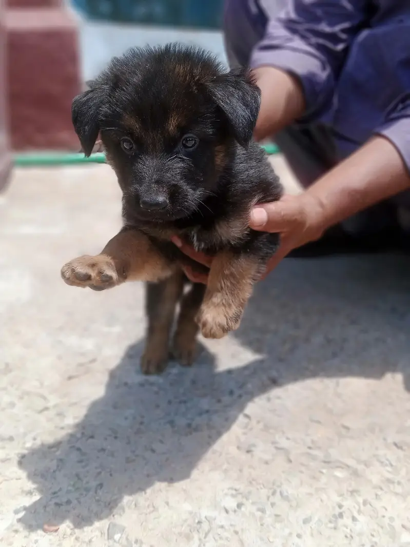 German shepherd puppy | gsd puppies | long caot | black and tan — photo 3