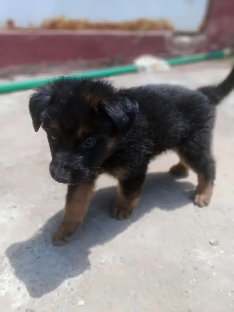 German shepherd puppy | gsd puppies | long caot | black and tan — photo 4