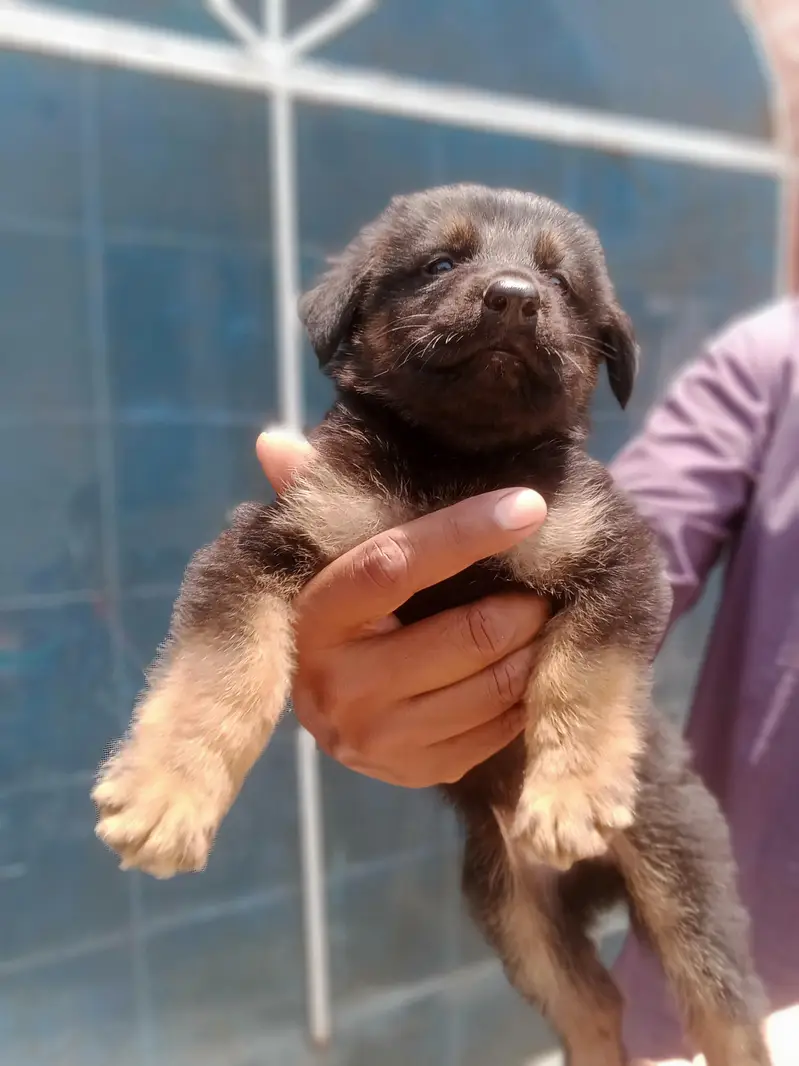 German shepherd puppy | gsd puppies | long caot | black and tan — photo 5