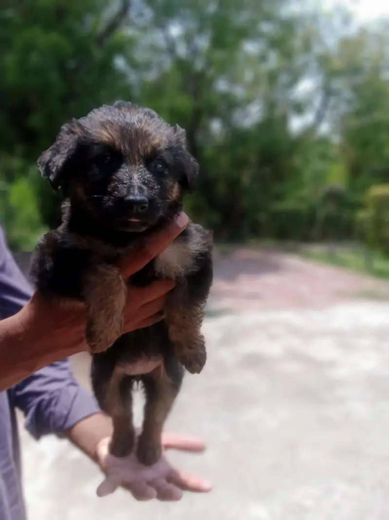 German shepherd puppy | gsd puppies | long caot | black and tan — photo 6