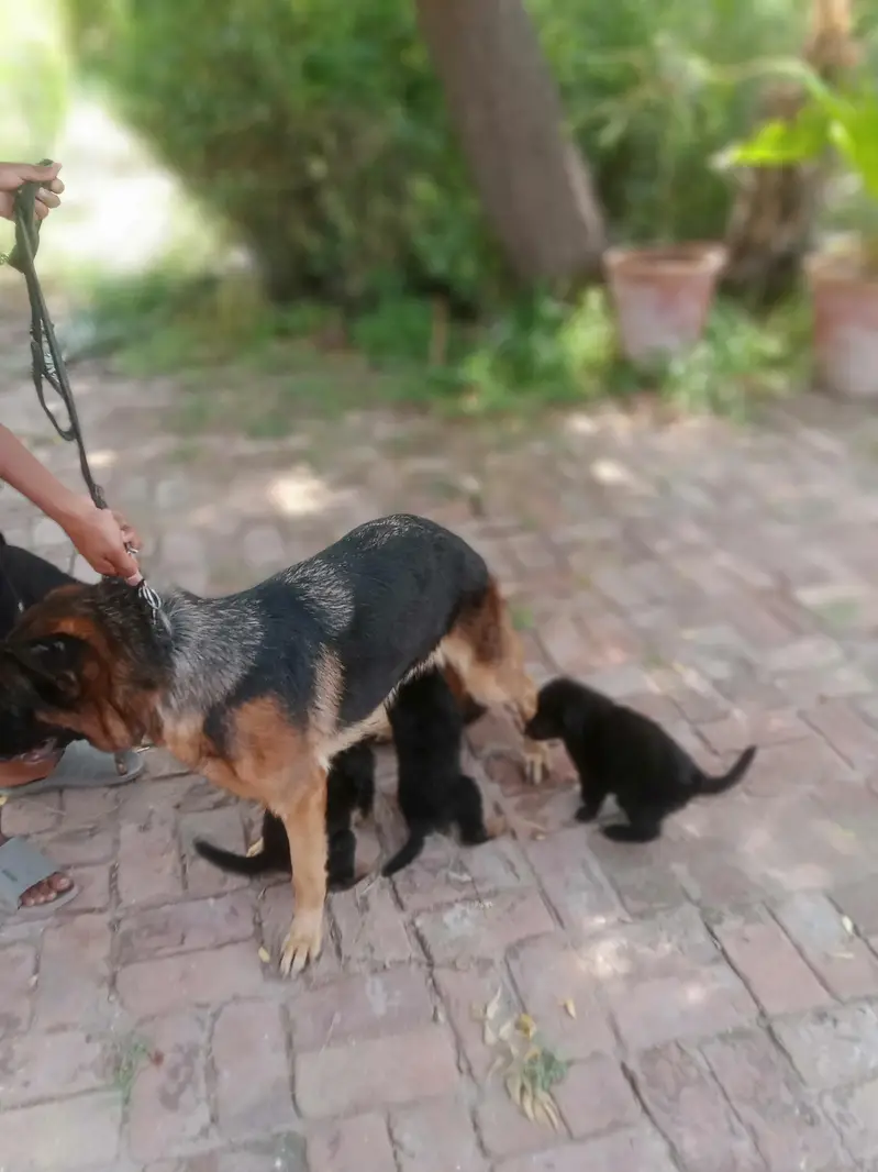 German shepherd puppy | gsd puppies | long caot | black and tan — photo 9