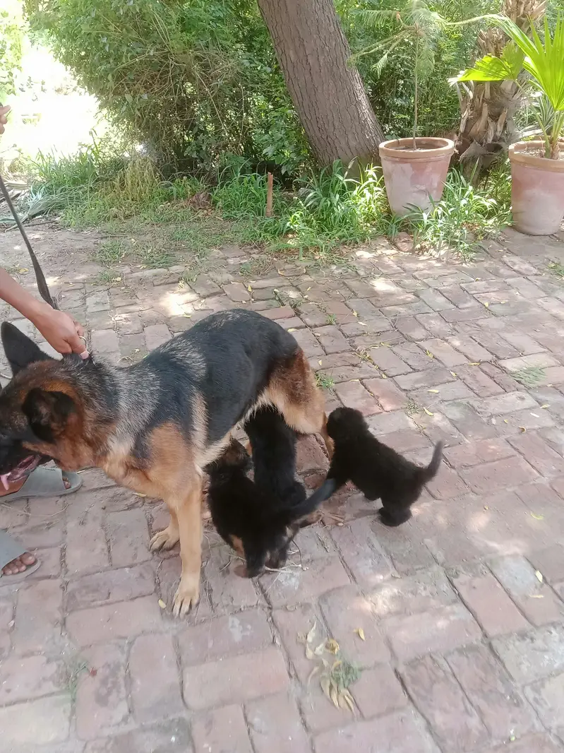 German shepherd puppy | gsd puppies | long caot | black and tan — photo 10