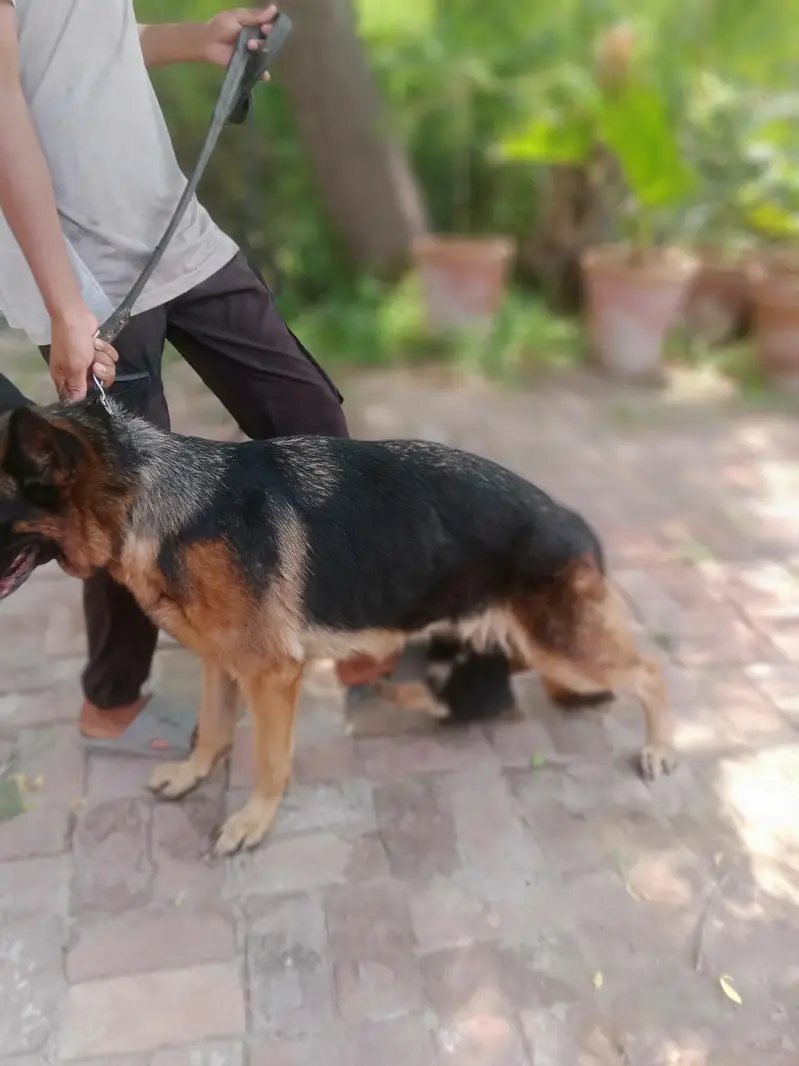 German shepherd puppy | gsd puppies | long caot | black and tan — photo 11
