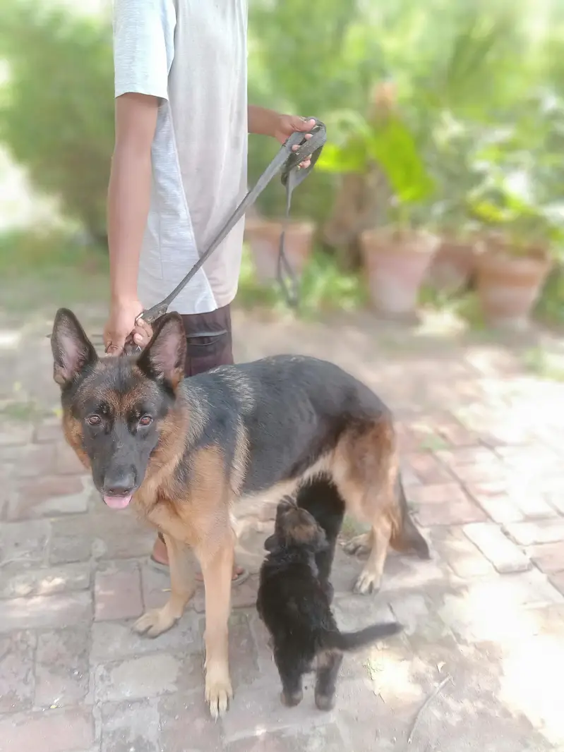 German shepherd puppy | gsd puppies | long caot | black and tan — photo 12