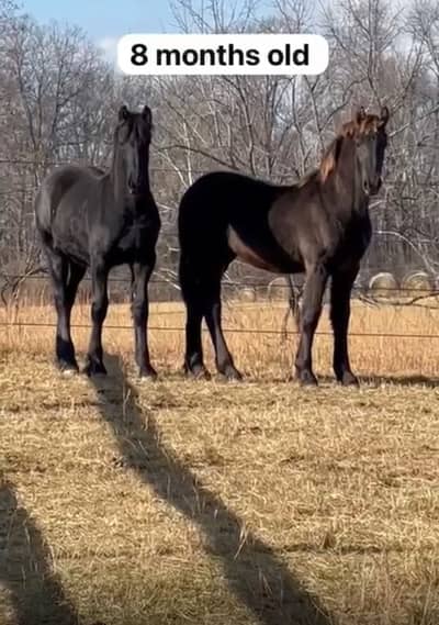 Fresain horses | adult hourses | colt or filly for prebooking