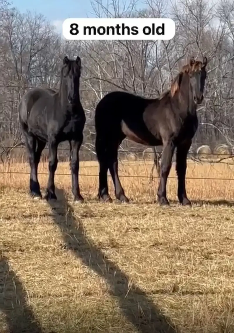 Fresain horses | adult hourses | colt or filly for prebooking