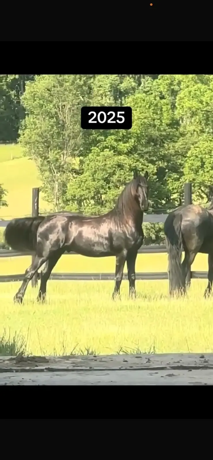 Fresain horses | adult hourses | colt or filly for prebooking — photo 2