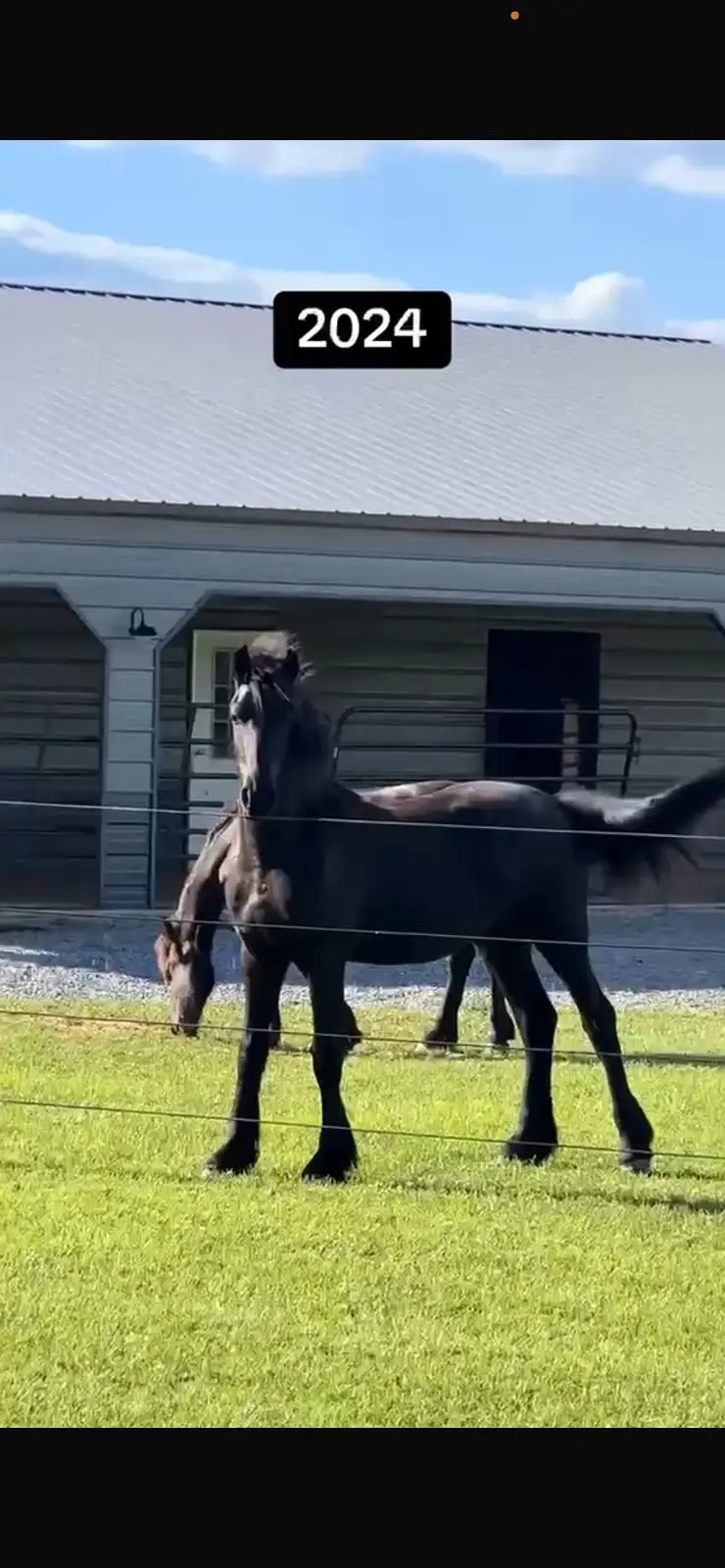 Fresain horses | adult hourses | colt or filly for prebooking — photo 3