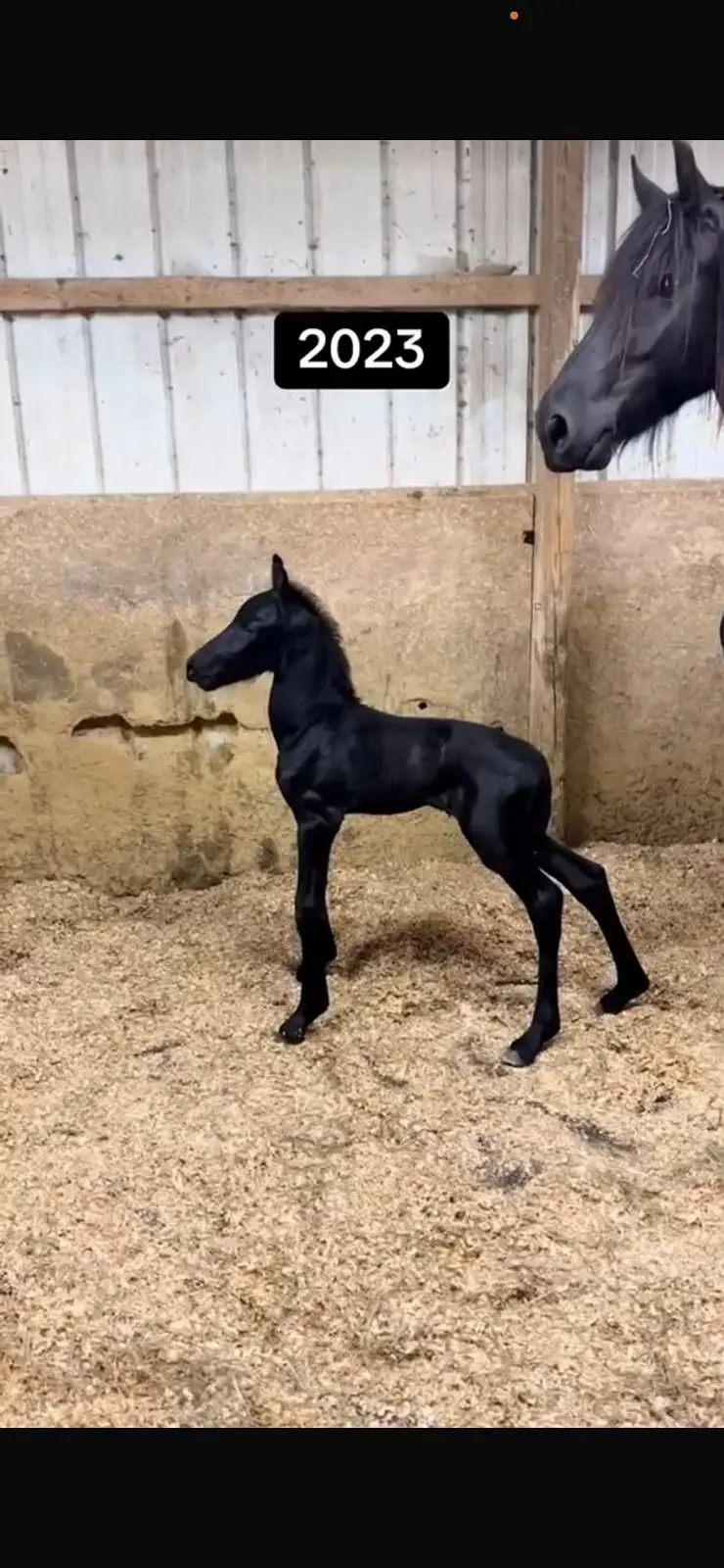 Fresain horses | adult hourses | colt or filly for prebooking — photo 4