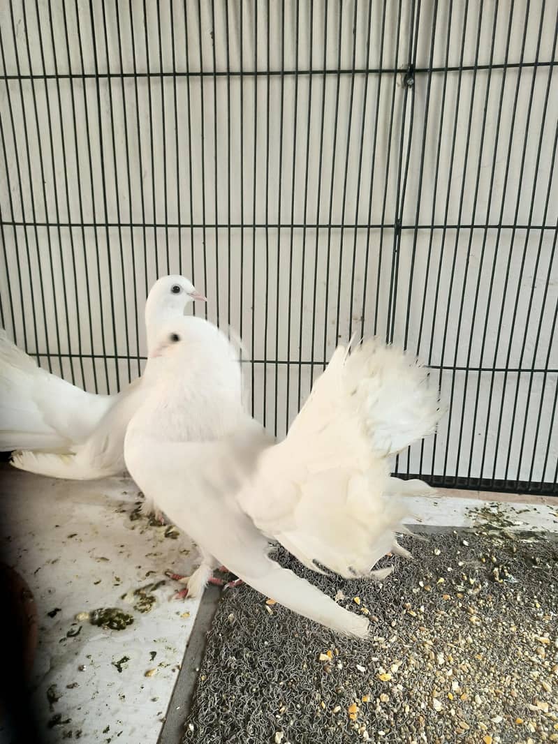 cage with pair 2