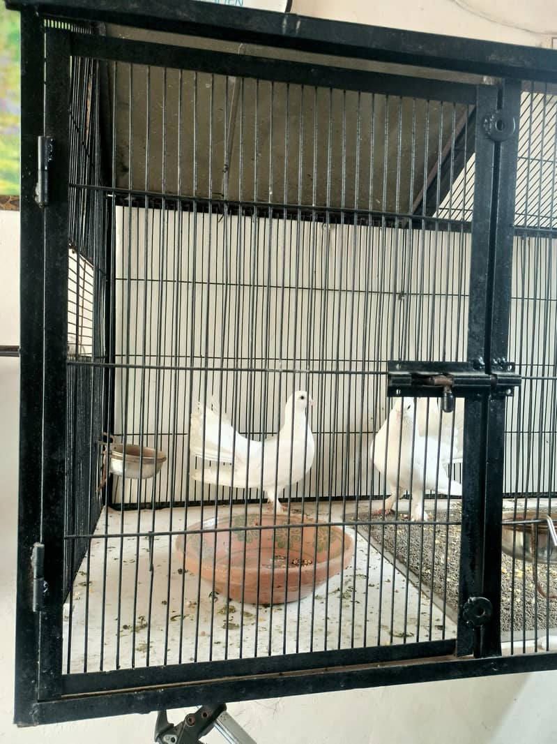 cage with pair 3