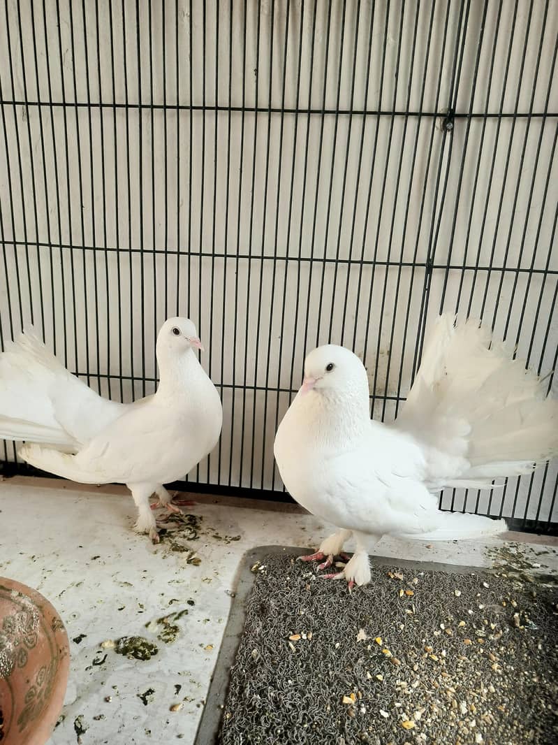 cage with pair 4