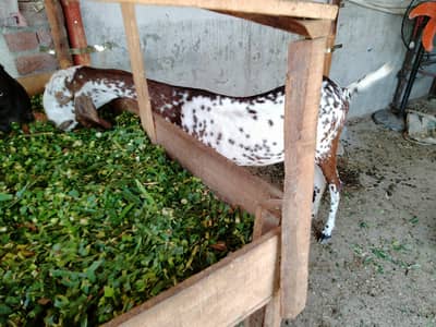 bakri Makhi cheni sath female kid2month 03324262191