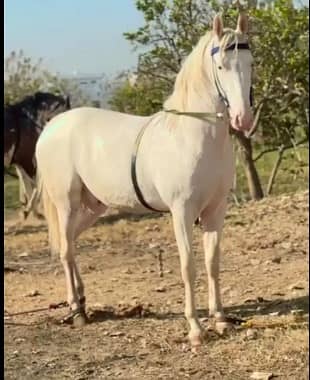Nukra pure desi wachyra | Nukra horse | best quality ghora for sale