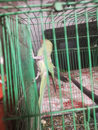taking parrot