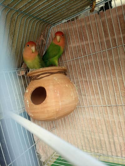 love birds red opline