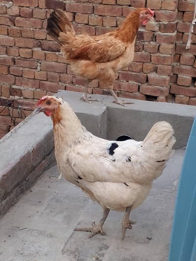 Golden misri female