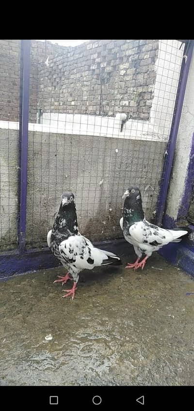 Pigeon