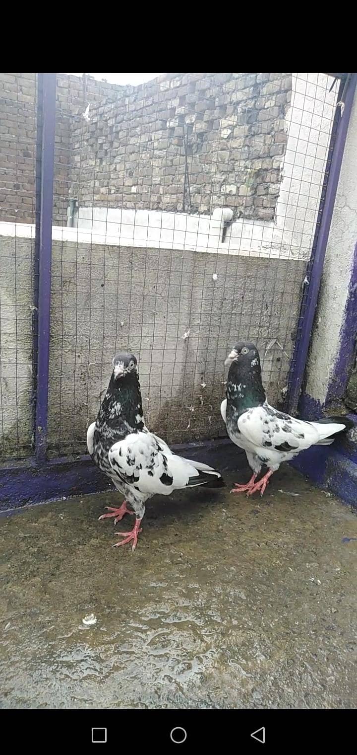 Pigeon 0