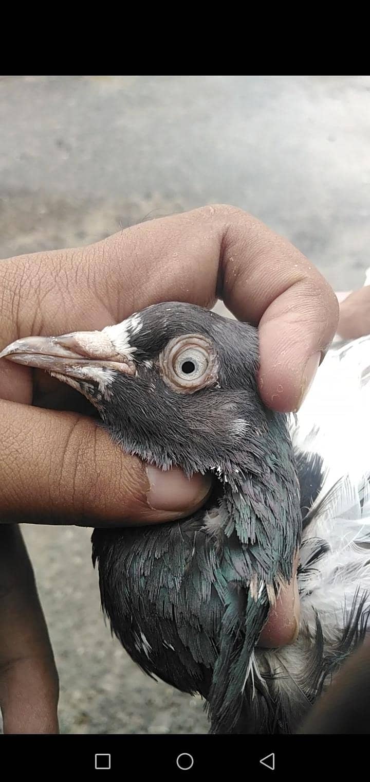 Pigeon 1