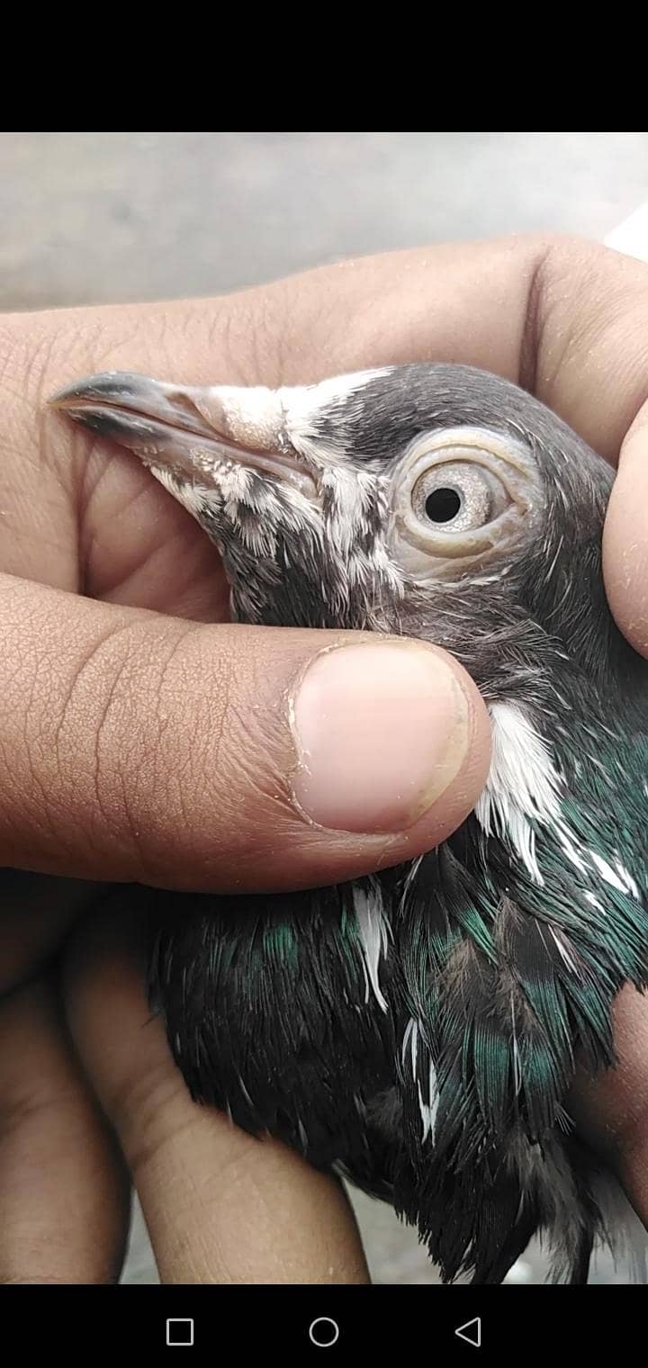 Pigeon 2