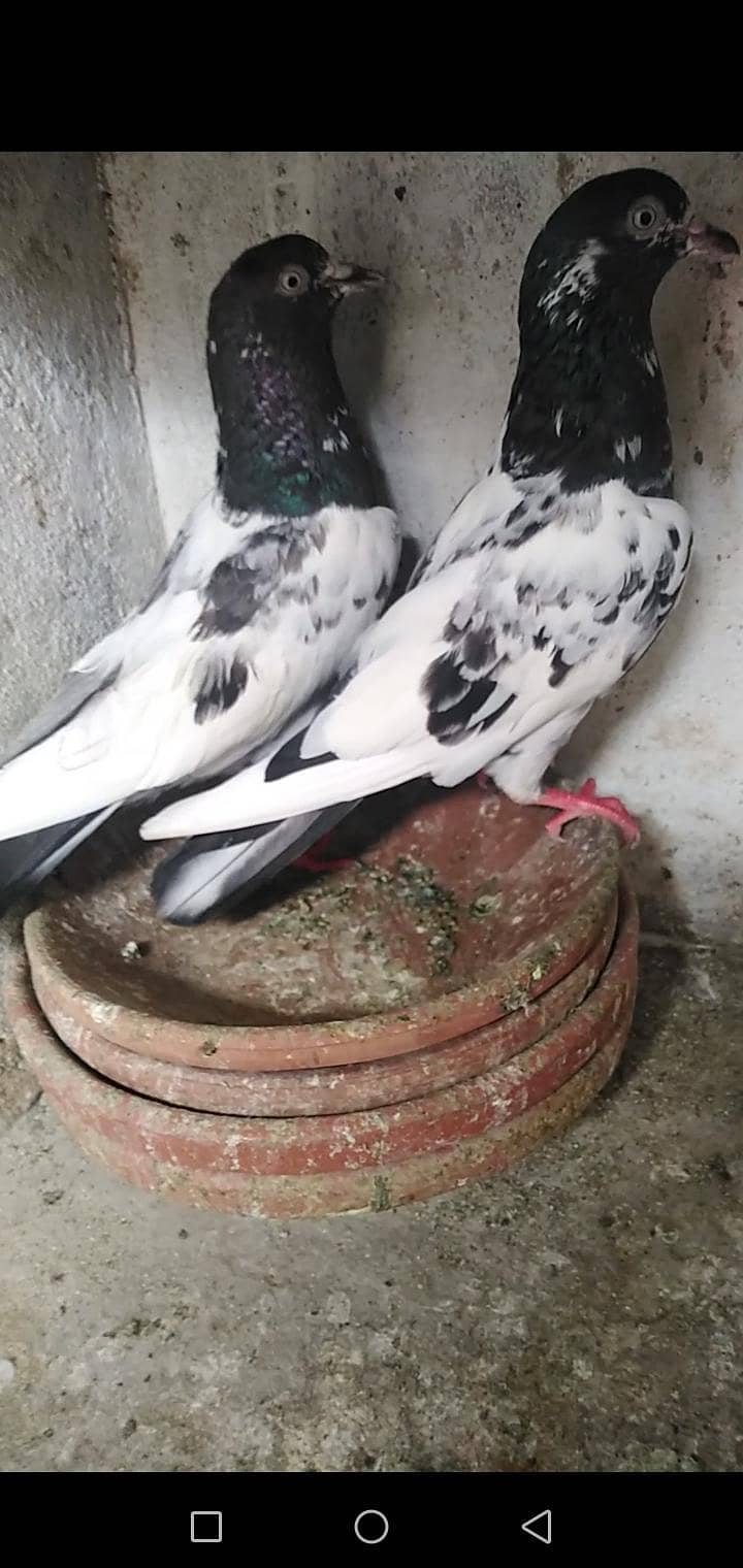 Pigeon 3