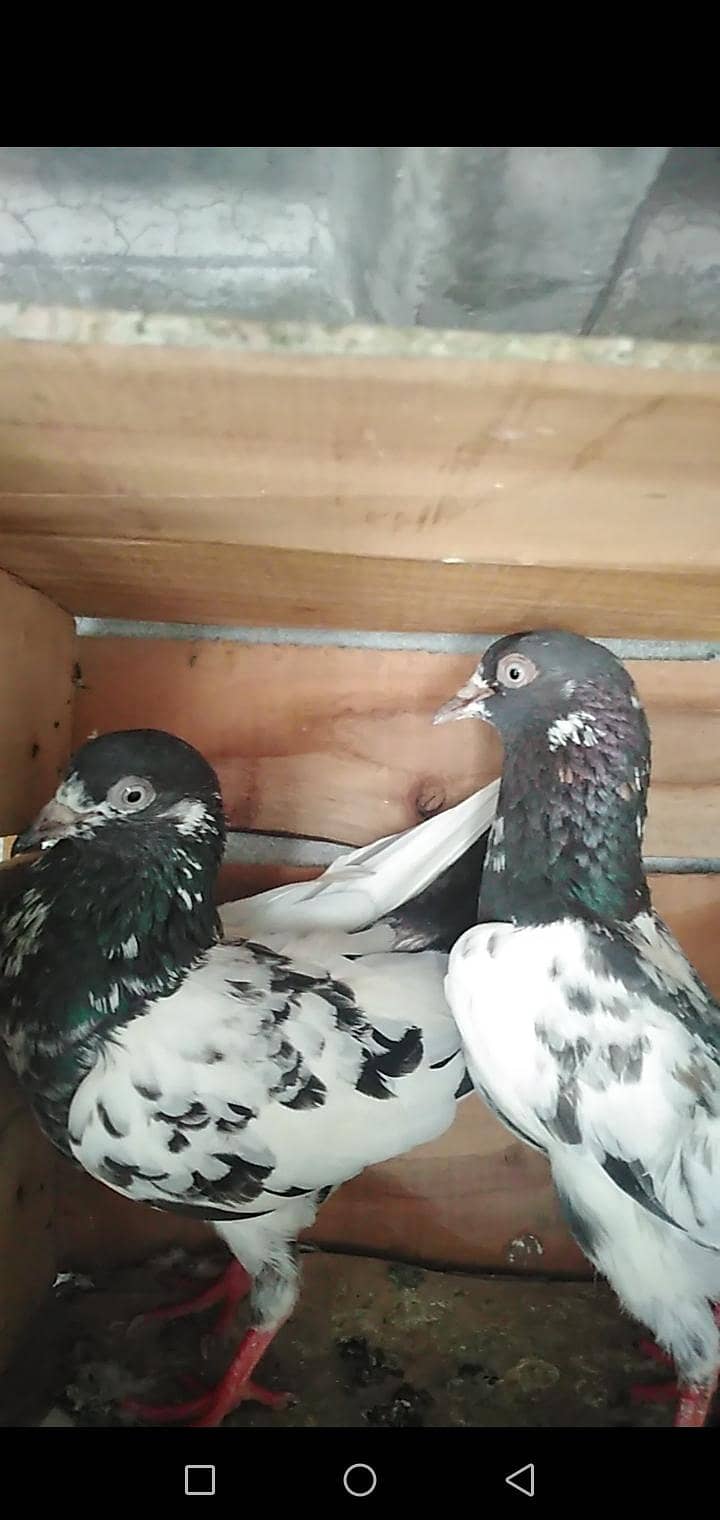 Pigeon 4