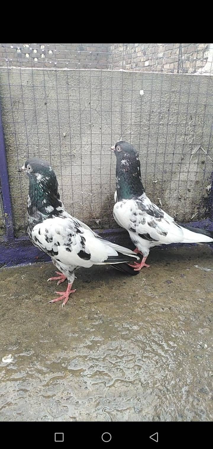 Pigeon 5