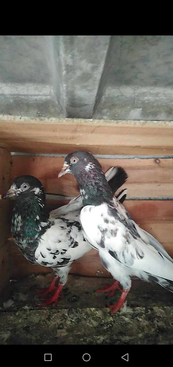 Pigeon 6