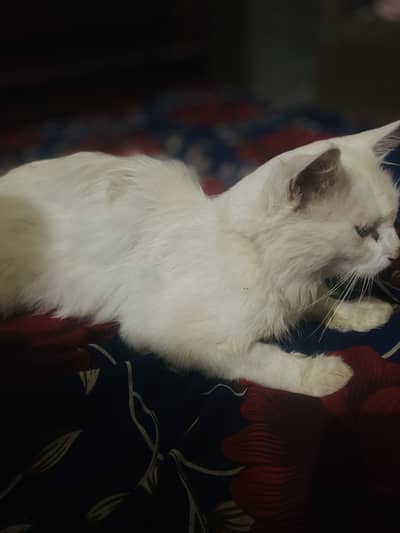 Persian cat for sale