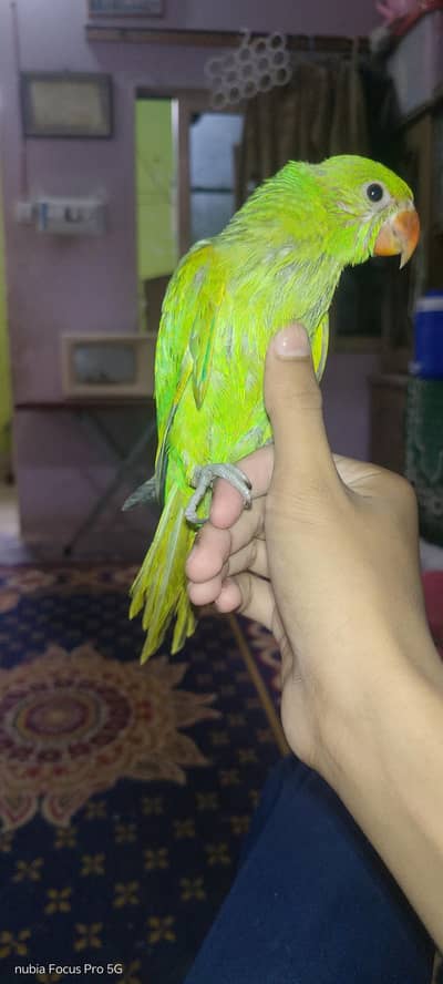 FULLY HAND TAMED KID RINGNECK.