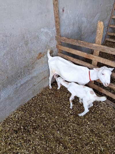 Teddy female goat + bacha