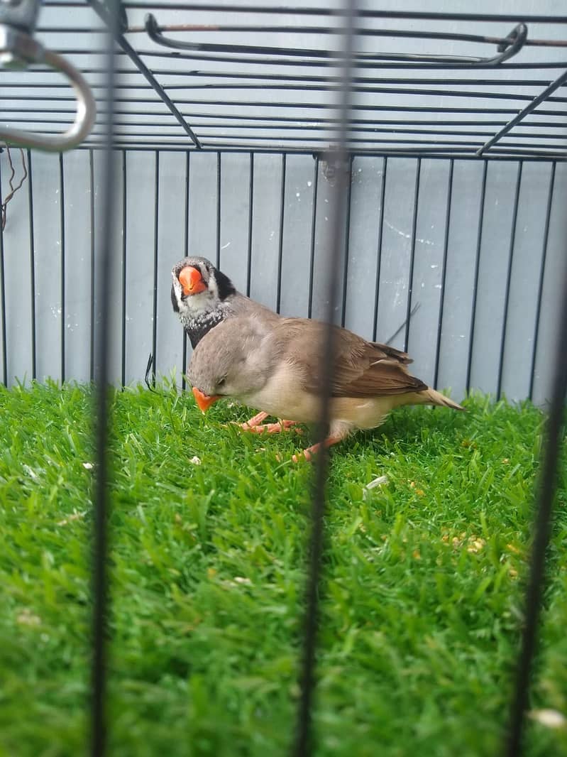 Breeder pair 1