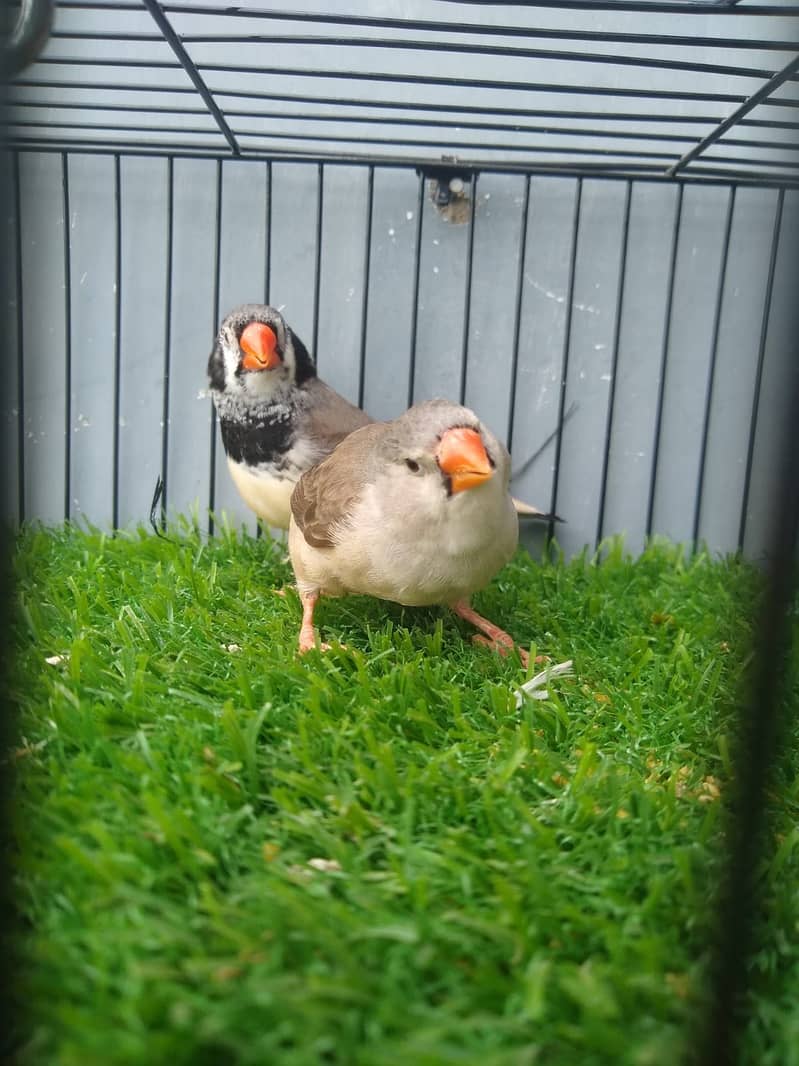 Breeder pair 3