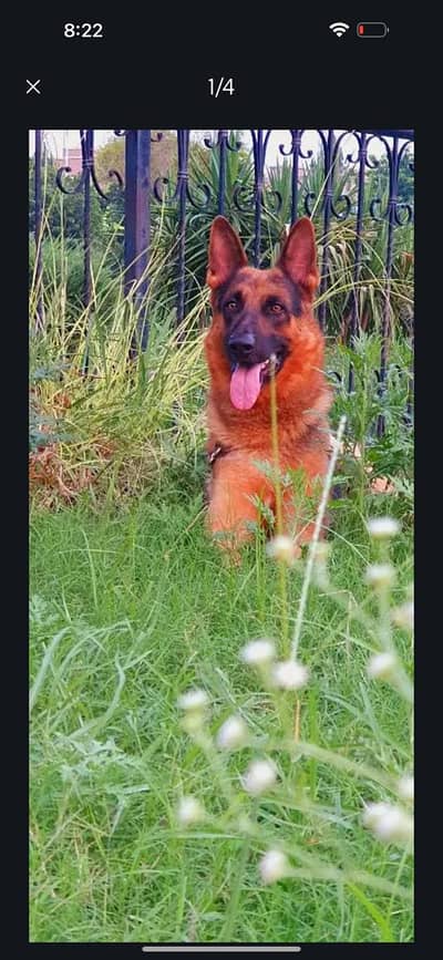 Germon Shepherd best for security